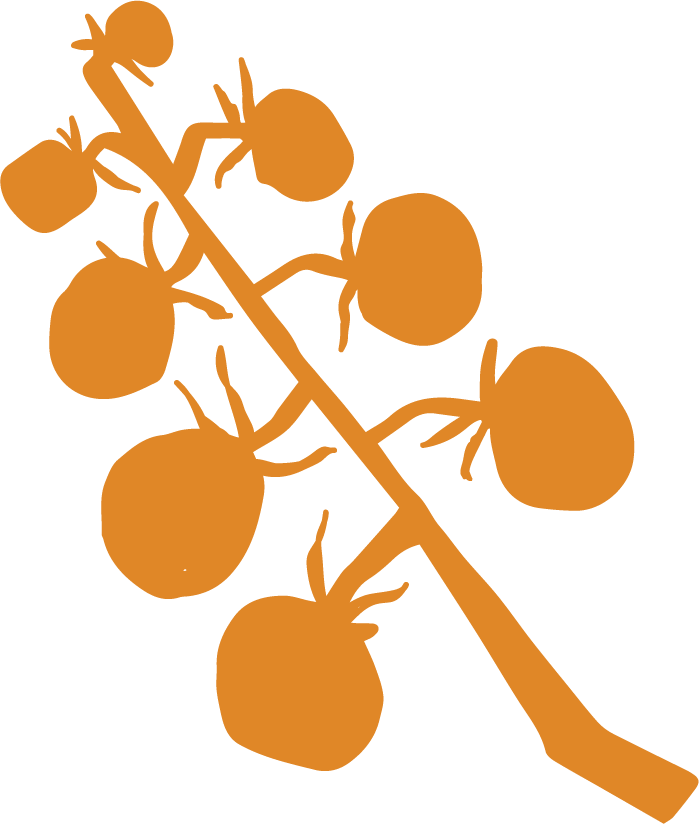 Sungold Tomato Vine Illustration